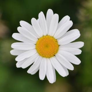 leucanthemum vulgare